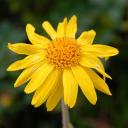 Arnica