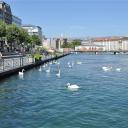 Zwanen waar het meer van Genève overgaat in de Rhône